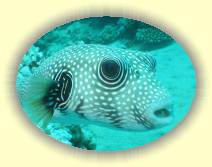 IMG_2007_05_25 14_20_55 * 2272 x 1704 * (552KB)